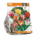 Baltus Tulipa Parrot Mixed tulpen bloembollen per 10 stuks